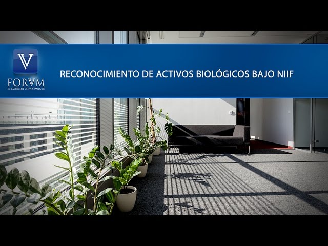 Cómo medir activos biológicos bajo NIIF